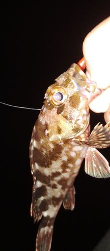カサゴの釣果