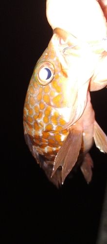 アコウの釣果