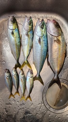 カンパチの釣果