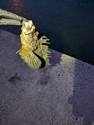 オニオコゼの釣果