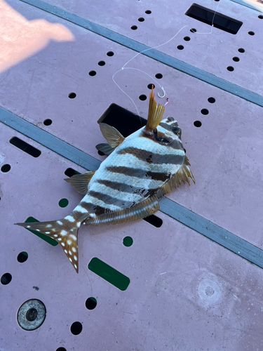 タカノハダイの釣果