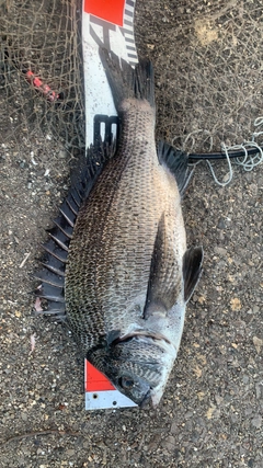 クロダイの釣果
