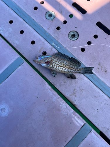 オオモンハタの釣果