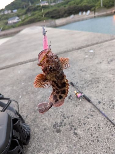 キジハタの釣果