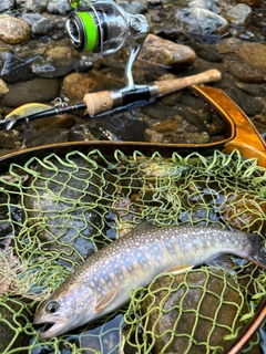 イワナの釣果