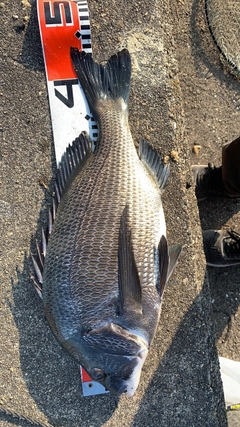 クロダイの釣果