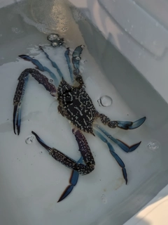 タイワンガザミの釣果