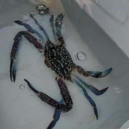 タイワンガザミ