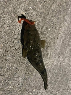 マゴチの釣果