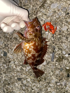 カサゴの釣果