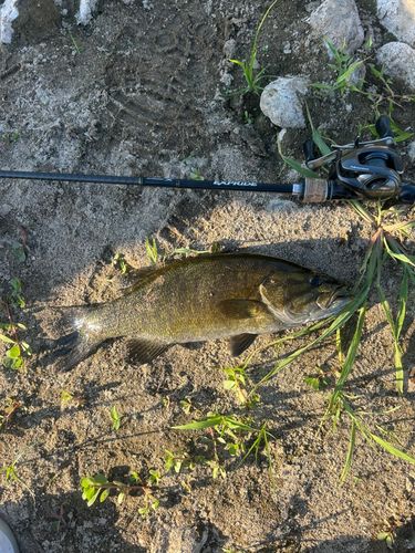 スモールマウスバスの釣果