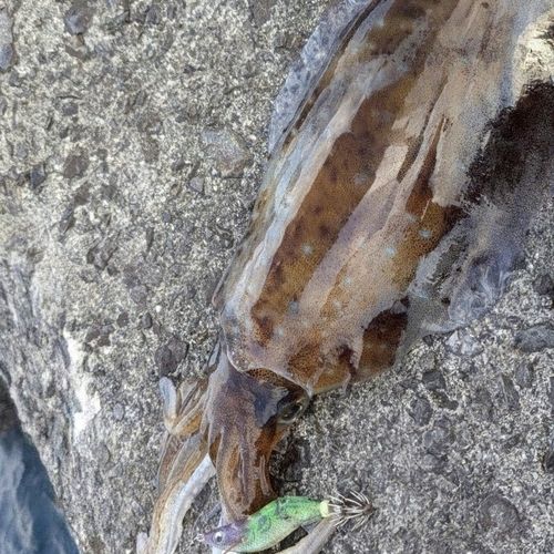 アオリイカの釣果