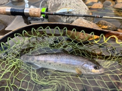 ヤマメの釣果