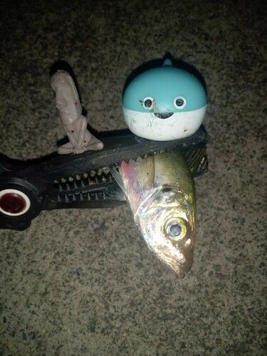 マアジの釣果