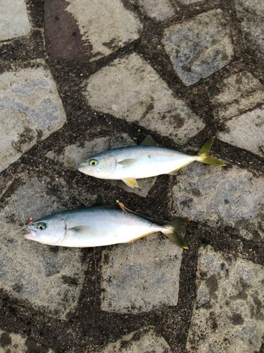 ワカシの釣果