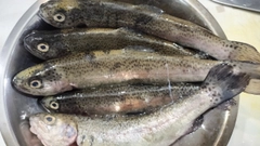 ニジマスの釣果