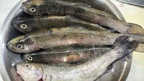 ニジマスの釣果