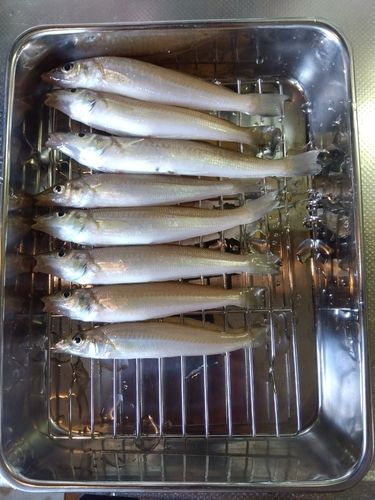 キスの釣果