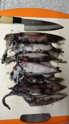 ケンサキイカの釣果