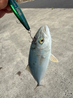 ツバスの釣果