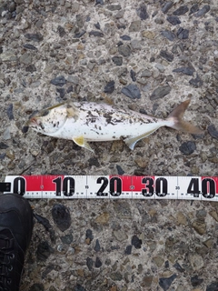ネリゴの釣果