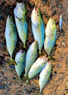 ツバスの釣果