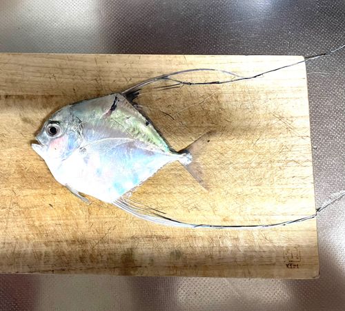 イトヒキアジの釣果