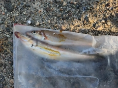 キスの釣果
