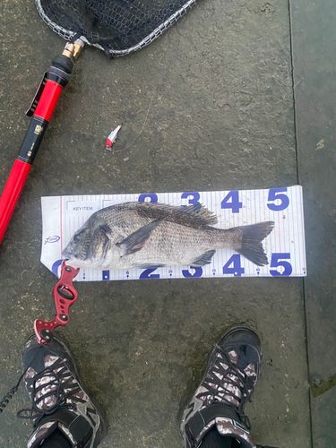 クロダイの釣果