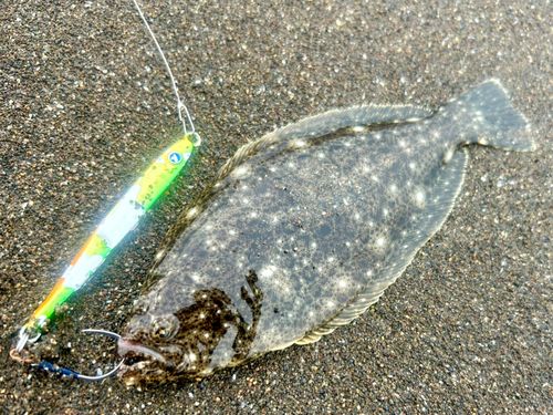 ヒラメの釣果