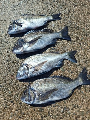 チヌの釣果