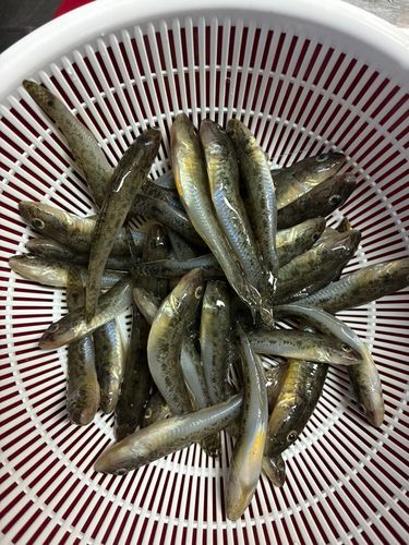 ハゼの釣果