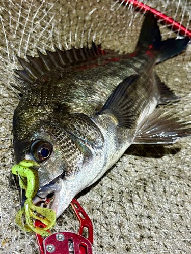チヌの釣果
