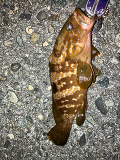 キジハタの釣果