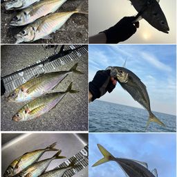 アジ