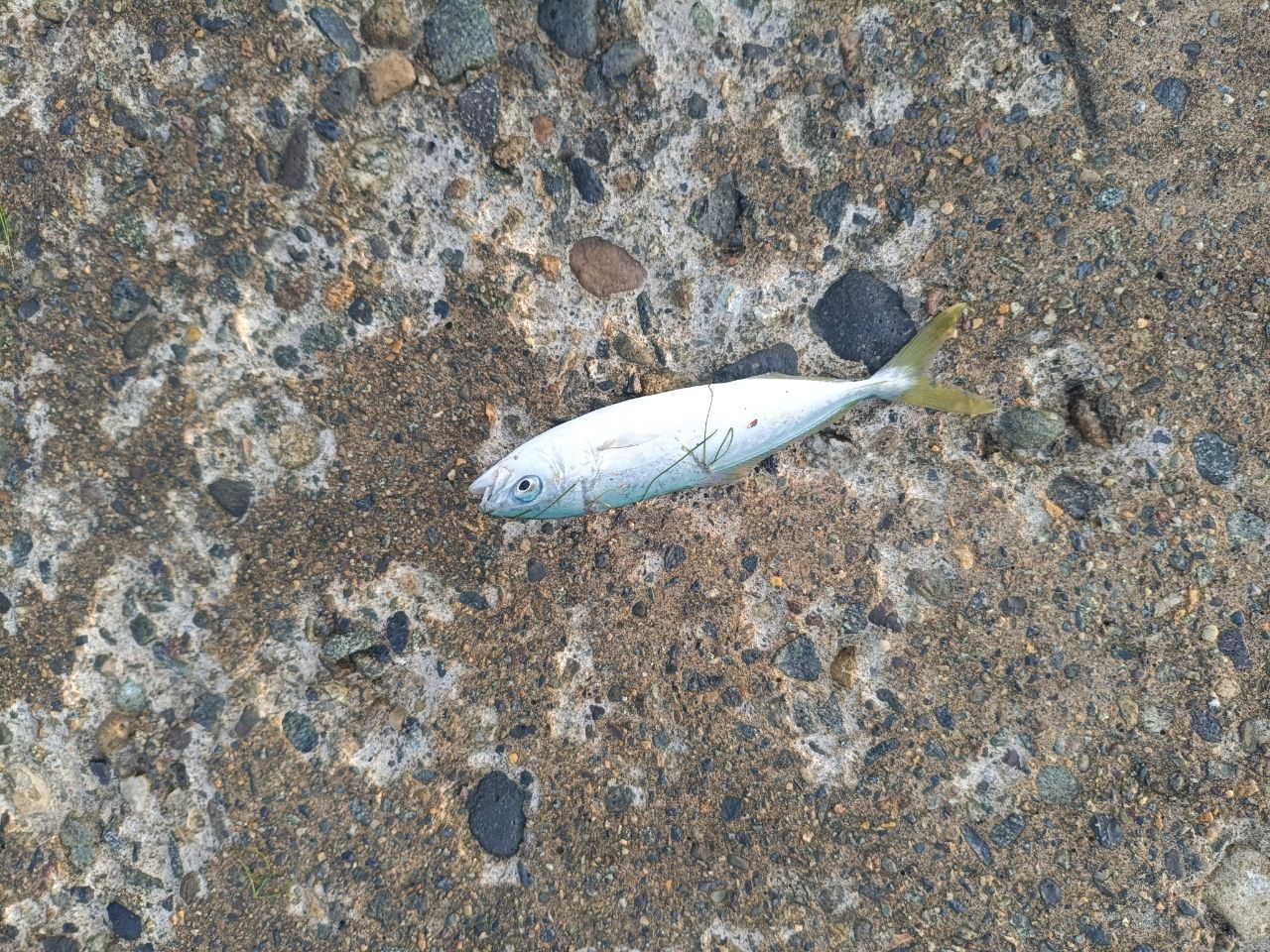コゾクラ