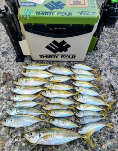 アジの釣果