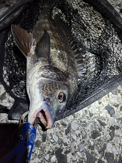 チヌの釣果