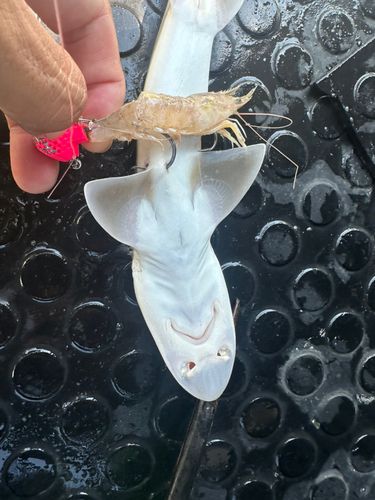 アコウの釣果