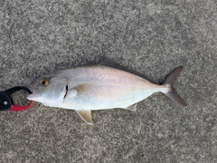 ショゴの釣果
