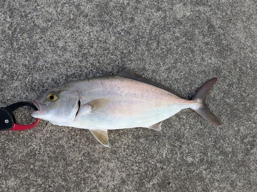 ショゴの釣果