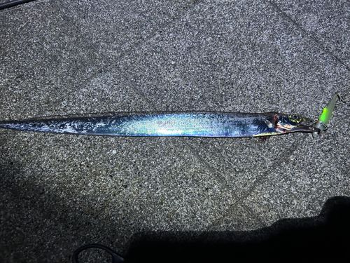 タチウオの釣果