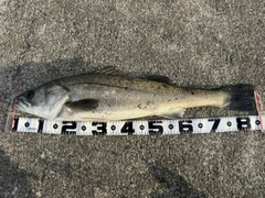 スズキの釣果