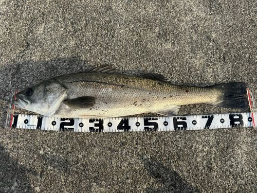 スズキの釣果
