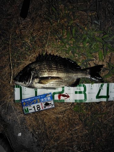 チヌの釣果