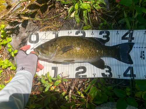 ブラックバスの釣果