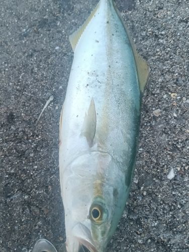 イナダの釣果