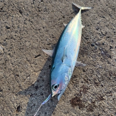 ソウダガツオの釣果