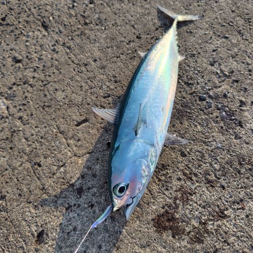 ソウダガツオの釣果