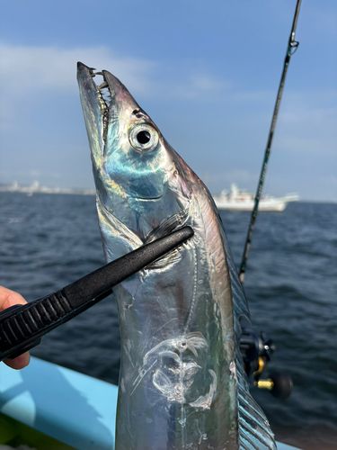 タチウオの釣果